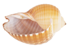 Shell Image